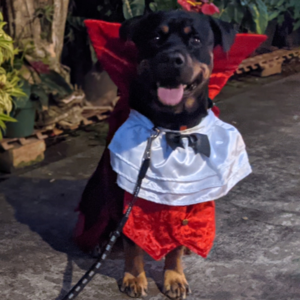 Dracula Pet Costume XL